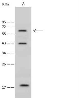 Western Blot: IRX4 Antibody [NBP3-06171] - Lane A: Jurkat Whole Cell LysateLysates/proteins at 30 ug per lane.SecondaryGoat Anti-Rabbit IgG (H+L)/HRP at 1/10000 dilution.Developed using the ECL technique.Performed under reducing conditions.Predicted band size:54 kDaObserved band size:58 kDa(We are unsure as to the identity of these extra bands.)