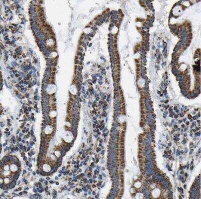 Immunohistochemistry-Paraffin: IRX6 Antibody [NBP1-81581] - Staining of human duodenum shows strong cytoplasmic positivity in glandular cells.