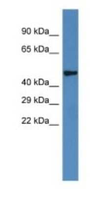 Western Blot: IRX6 Antibody [NBP1-79258] - Rat Muscle, concentration 1 ug/ml.