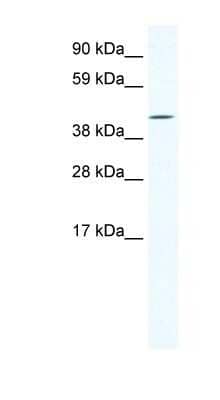 Western Blot: IRX6 Antibody [NBP1-80245] - Titration: 1.25ug/ml, Positive Control: NIH/3T3 cell lysate.