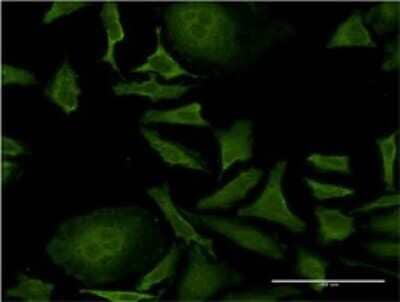 Immunocytochemistry/Immunofluorescence: ISCU Antibody (3D12-1D10) [H00023479-M02] - Analysis of monoclonal antibody to ISCU on HeLa cell . Antibody concentration 10 ug/ml.