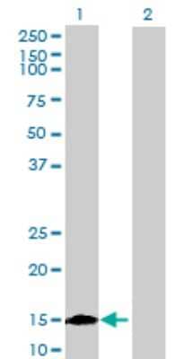 Western Blot: ISCU Antibody [H00023479-B01P] - Analysis of ISCU expression in transfected 293T cell line by ISCU polyclonal antibody.  Lane 1: NIFUN transfected lysate(15.62 KDa). Lane 2: Non-transfected lysate.