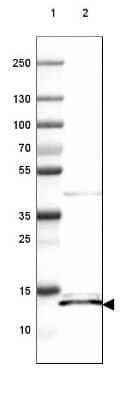 Western Blot: ISCU Antibody [NBP2-38829] - Lane 1: Marker [kDa] 250, 130, 100, 70, 55, 35, 25, 15, 10Lane 2: Human Liver tissue