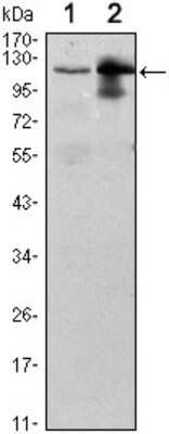 Western Blot: ISG15 Activating Enzyme/UBE1L Antibody (5B10) [NBP1-51649] - Western blot analysis using UBE1L mouse mAb against Raji (1) and THP-1 (2) cell lysate.