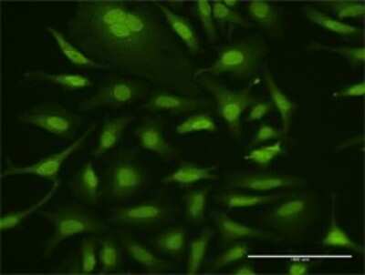 Immunocytochemistry/Immunofluorescence: ISG15 Activating Enzyme/UBE1L Antibody [H00007318-D01P] - Analysis of antibody to UBA7 on HeLa cell. Antibody concentration 10 ug/ml.