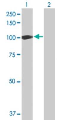 Western Blot: ISG15 Activating Enzyme/UBE1L Antibody [H00007318-D01P] - Analysis of UBA7 expression in transfected 293T cell line by UBA7 polyclonal antibody.Lane 1: UBA7 transfected lysate(111.70 KDa).Lane 2: Non-transfected lysate.