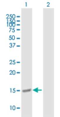 Western Blot: ISG15/UCRP Antibody [H00009636-B01P] - Analysis of ISG15 expression in transfected 293T cell line by ISG15 polyclonal antibody.  Lane 1: G1P2 transfected lysate(18.15 KDa). Lane 2: Non-transfected lysate.