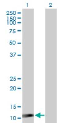 Western Blot: ISG15/UCRP Antibody [H00009636-D01P] - Analysis of ISG15 expression in transfected 293T cell line by ISG15 polyclonal antibody.Lane 1: ISG15 transfected lysate(17.90 KDa).Lane 2: Non-transfected lysate.