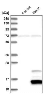 Western Blot: ISG15/UCRP Antibody [NBP1-89809] - Analysis in control (vector only transfected HEK293T lysate) and ISG15 over-expression lysate (Co-expressed with a C-terminal myc-DDK tag (3.1 kDa) in mammalian HEK293T cells).