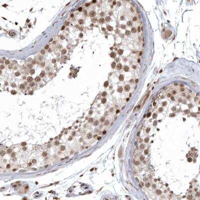 Immunohistochemistry-Paraffin: ISG20L2 Antibody [NBP1-82287] - Staining of human testis shows nuclear positivity in cells in seminiferous ducts and Leydig cells.
