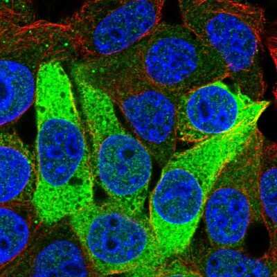 Immunocytochemistry/ Immunofluorescence ISOC1 Antibody - BSA Free