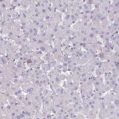 Immunohistochemistry-Paraffin: IST1 Antibody [NBP2-33720] - Staining of human liver shows no positivity in hepatocytes as expected.