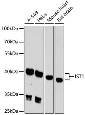 Western Blot IST1 Antibody - Azide and BSA Free