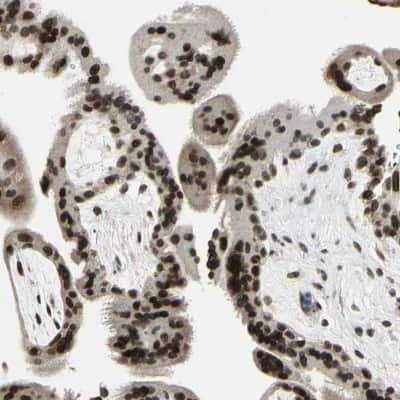 Immunohistochemistry-Paraffin ISY1 Antibody