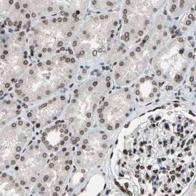 Immunohistochemistry-Paraffin ISY1 Antibody