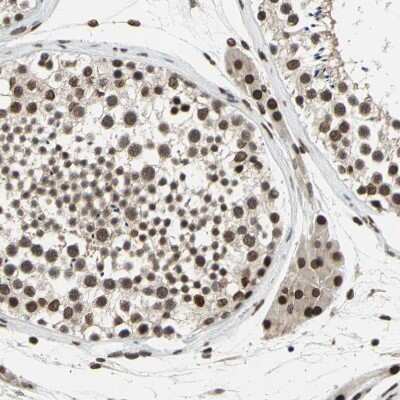 Immunohistochemistry-Paraffin ISY1 Antibody