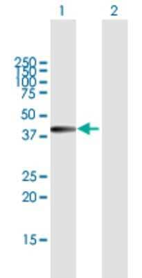Western Blot: ISY1 Antibody [H00057461-B01P] - Analysis of ISY1 expression in transfected 293T cell line by ISY1 polyclonal antibody.  Lane 1: KIAA1160 transfected lysate(31.35 KDa). Lane 2: Non-transfected lysate.