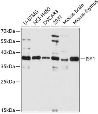 Western Blot: ISY1 Antibody [NBP3-04661] - Analysis of extracts of various cell lines, using ISY1 antibody at 1:3000 dilution. Secondary antibody: HRP Goat Anti-Rabbit IgG (H+L) at 1:10000 dilution. Lysates/proteins: 25ug per lane. Blocking buffer: 3% nonfat dry milk in TBST. Detection: ECL Basic Kit