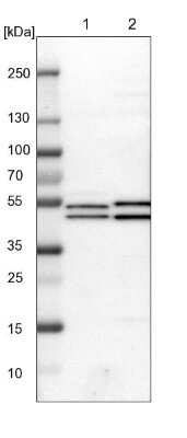 Western Blot: ITFG1 Antibody [NBP1-85734] - Lane 1: NIH-3T3 cell lysate (Mouse embryonic fibroblast cells). Lane 2: NBT-II cell lysate (Rat Wistar bladder tumor cells).