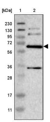 Western Blot: ITFG1 Antibody [NBP1-85735] - Lane 1: Marker  [kDa] 230, 130, 95, 72, 56, 36, 28, 17, 11.  Lane 2: Human cell line RT-284