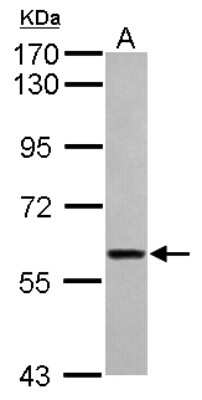 Western Blot: ITFG1 Antibody [NBP2-16998] - Sample (30 ug of whole cell lysate) A: HeLa 7. 5% SDS PAGE gel, diluted at 1:3000.
