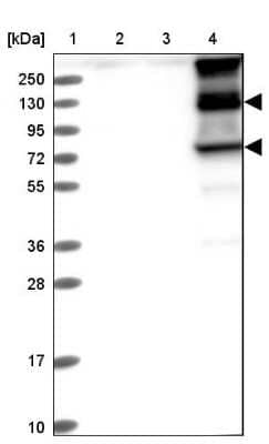 Western Blot ITIH1 Antibody - BSA Free