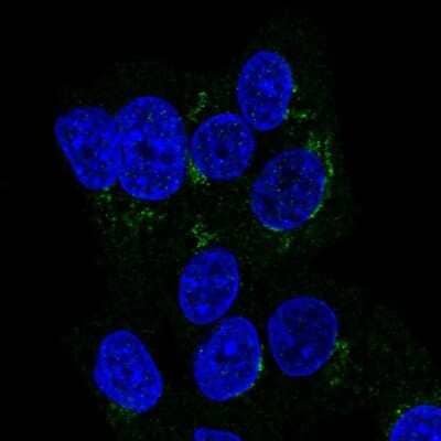 Immunocytochemistry/ Immunofluorescence ITIH2 Antibody - BSA Free