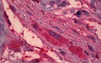 Immunohistochemistry-Paraffin: ITIH4 Antibody [NBP1-78286] - Staining of paraffin embedded Human Testis at dilution of 5ug/ml. Steamed antigen retrieval with citrate buffer pH 6, AP-staining.
