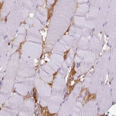 Immunohistochemistry-Paraffin: ITIH4 Antibody [NBP1-81777] - Staining of human skeletal muscle shows high expression.