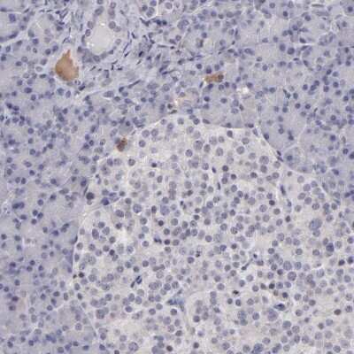 Immunohistochemistry-Paraffin: ITIH4 Antibody [NBP1-81778] - Staining of human pancreas shows low expression as expected.
