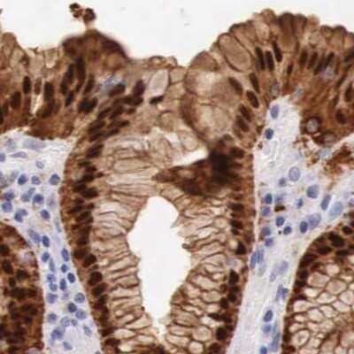 Immunohistochemistry: ITIH5L Antibody [NBP2-34207] - Staining of stomach.