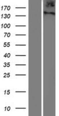 Western Blot: ITIH5L Overexpression Lysate (Adult Normal) [NBP2-04690] Left-Empty vector transfected control cell lysate (HEK293 cell lysate); Right -Over-expression Lysate for ITIH5L.