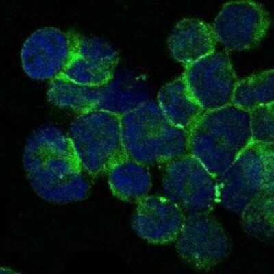 Immunocytochemistry/Immunofluorescence: ITK Antibody (5G6) [NBP2-37578] - Immunofluorescence analysis of Jurkat cells using ITK mouse mAb (green). Blue: DRAQ5 fluorescent DNA dye.