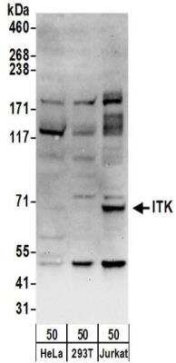 Western Blot: ITK Antibody [NBP2-32240] - Samples:  Whole cell lysate (50 ug) from HeLa (RIPA), 293T (RIPA), and Jurkat (RIPA) cells. Antibodies:  Affinity purified rabbit anti-ITK antibody NBP2-32240 used for WB at 1 ug/ml.  Detection: Chemiluminescence with an exposure time of 30 seconds.