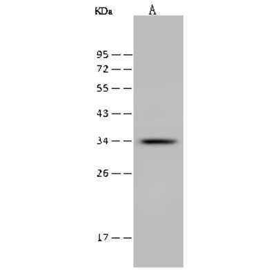 Western Blot ITM2A Antibody - BSA Free