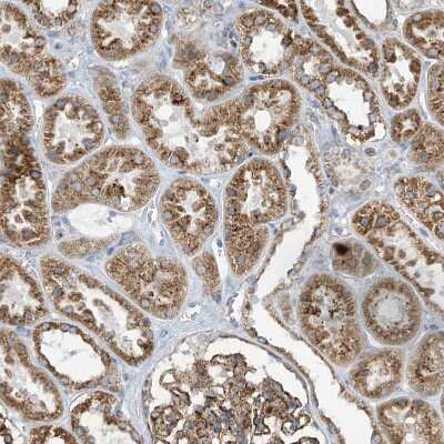 Immunohistochemistry-Paraffin: ITM2B Antibody [NBP1-88354] - Staining of human kidney shows moderate granular cytoplasmic positivity in cells in tubules.