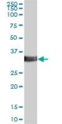 Western Blot: ITM2B Antibody [H00009445-B02P] - Analysis of ITM2B expression in HepG2.