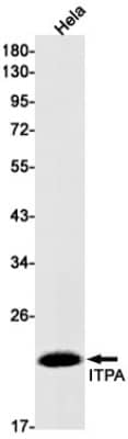 Western Blot: ITPA Antibody (S01-4D4) [NBP3-19664] - Western blot detection of ITPA in Hela cell lysates using NBP3-19664 (1:1000 diluted). Predicted band size: 22kDa. Observed band size: 22kDa.