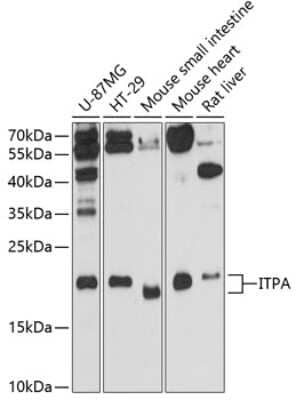 Western Blot: ITPA Antibody [NBP3-04495] - Analysis of extracts of various cell lines, using ITPA antibody at 1:3000 dilution. Secondary antibody: HRP Goat Anti-Rabbit IgG (H+L) at 1:10000 dilution. Lysates/proteins: 25ug per lane. Blocking buffer: 3% nonfat dry milk in TBST. Detection: CL Enhanced Kit. Exposure time: 90s.