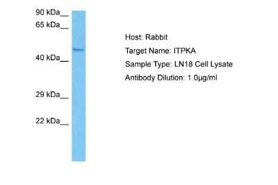 Western Blot: ITPKA Antibody [NBP2-83088] - Host: Rabbit. Target Name: ITPKA. Sample Tissue: Human LN18 Whole Cell lysates. Antibody Dilution: 1ug/ml