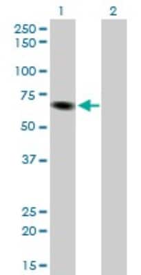 Western Blot ITPKB Antibody (2F8) - Azide and BSA Free
