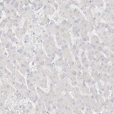 Immunohistochemistry-Paraffin: ITPKB Antibody [NBP1-81589] - Staining of human liver shows no positivity in hepatocytes as expected.