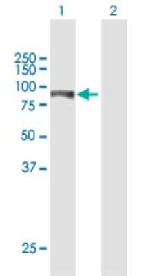 Western Blot: ITPKB Antibody [H00003707-B01P] - Analysis of ITPKB expression in transfected 293T cell line by ITPKB polyclonal antibody.  Lane1:ITPKB transfected lysate(70.84 KDa). Lane2:Non-transfected lysate.