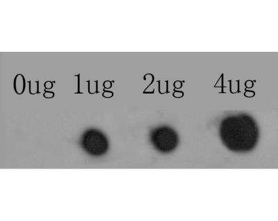 Dot Blot: ITPR2 Antibody [NBP2-76937] - Dot blot analysis of anti-ITPR2 on PVDF. 0-4ug antigens were given in this test. Anti-ITPR2 antibody was diluted with 1/500.