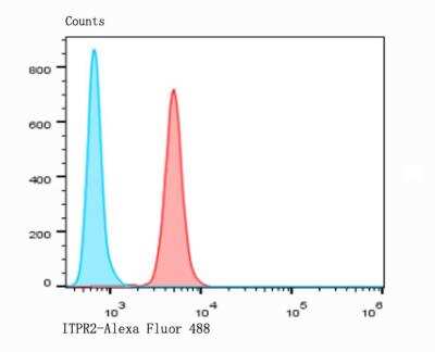 Flow Cytometry: ITPR2 Antibody [NBP2-76937] - Flow cytometric analysis of HepG2 cells with ITPR2 antibody at 1/100 dilution (red) compared with an unlabelled control (cells without incubation with primary antibody; blue). Alexa Fluor 488-conjugated goat anti-rabbit IgG was used as the secondary antibody.