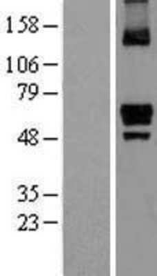 Western Blot ITPRIP Overexpression Lysate