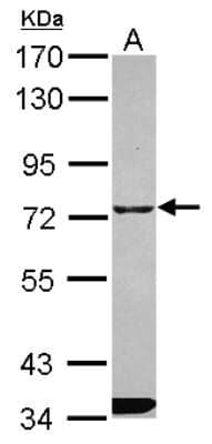 Western Blot ITPRIPL1 Antibody