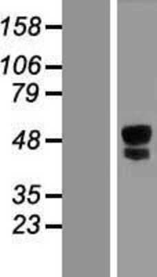 Western Blot ITPRIPL1 Overexpression Lysate