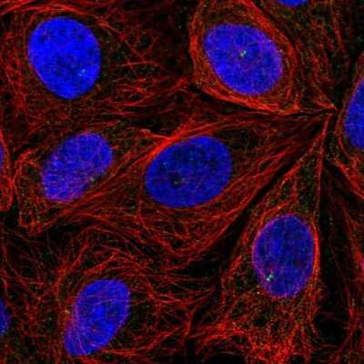 Immunocytochemistry/Immunofluorescence: ITPRIPL2 Antibody [NBP2-58997] - Staining of human cell line SiHa shows localization to centrosome.