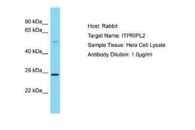 Western Blot: ITPRIPL2 Antibody [NBP2-83089] - Host: Rabbit. Target Name: ITPRIPL2. Sample Tissue: Human Hela Whole Cell. Antibody Dilution: 1ug/ml